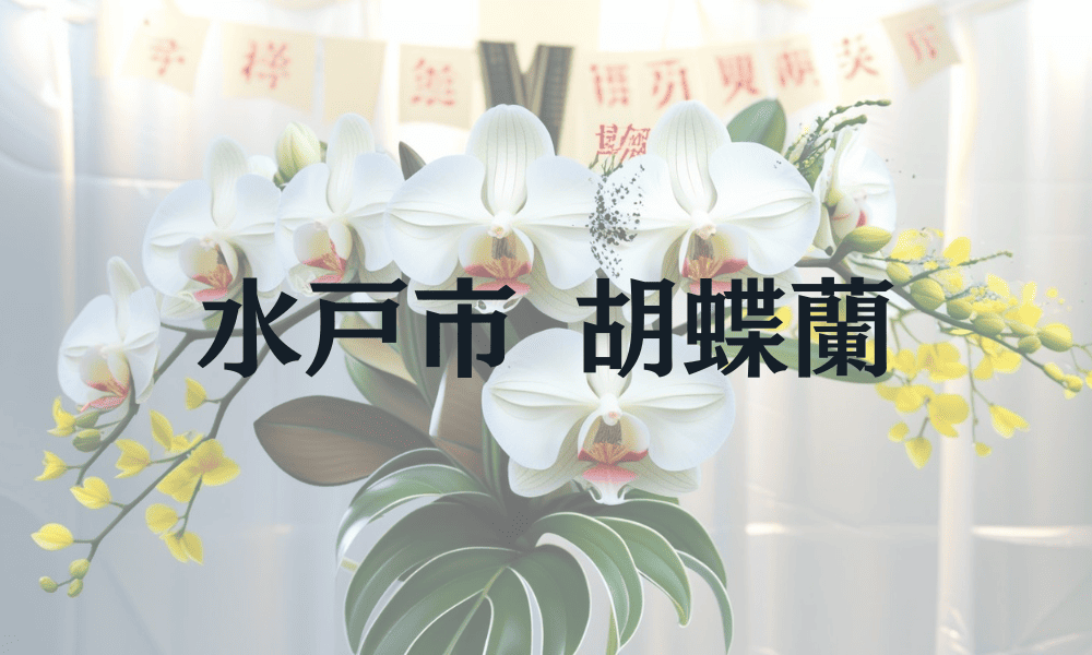 水戸市　胡蝶蘭